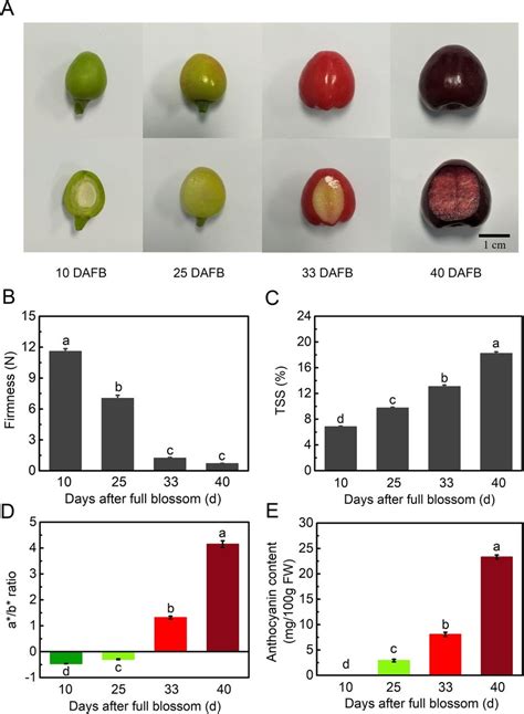 mannitol moa|Effect of dark sweet cherry (Prunus avium  .